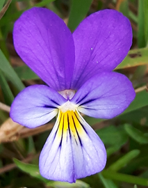 Ackerveilchen - Viola tricolor