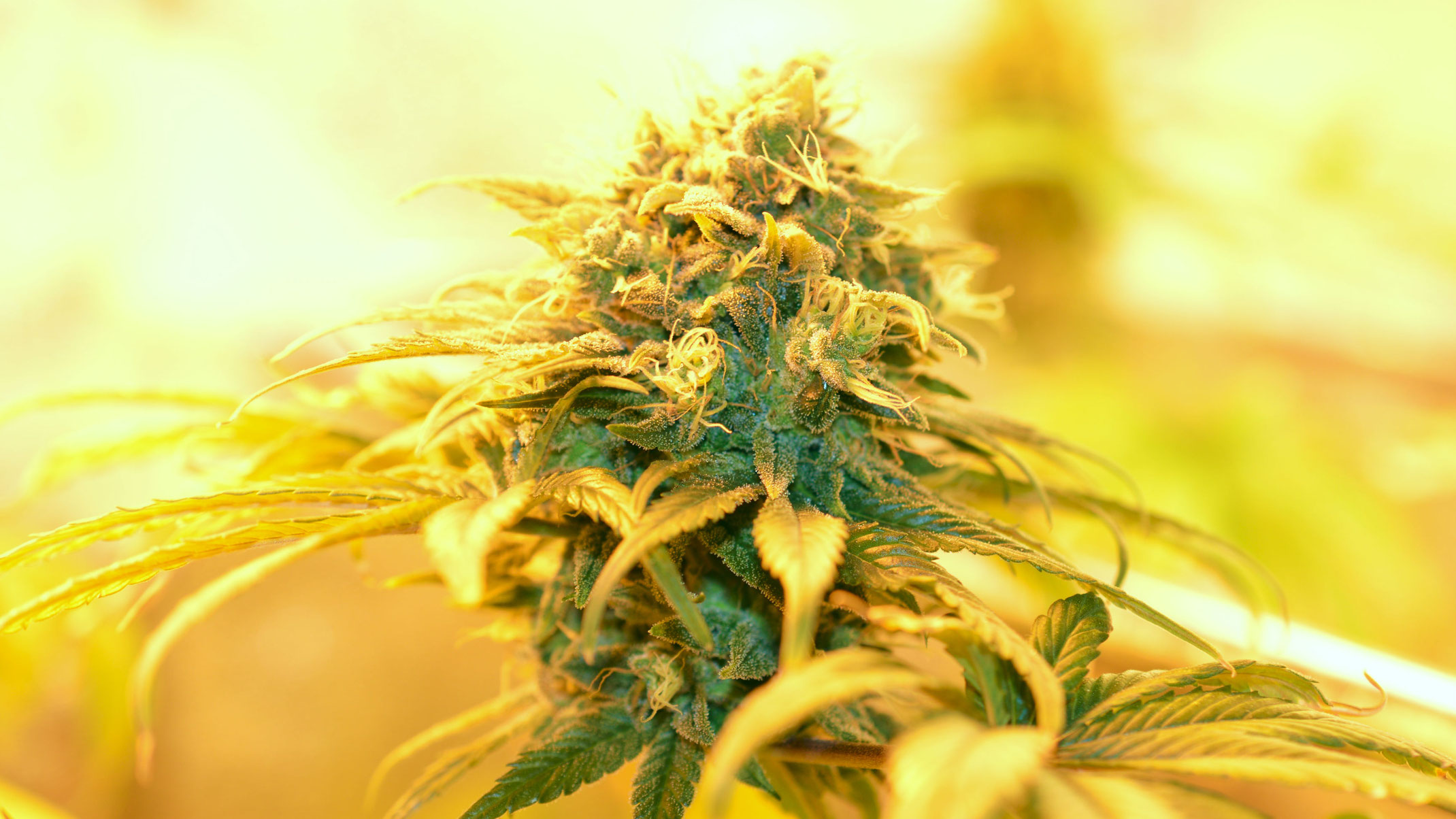Ende der Blütephase Cannabis Hanf Anbau Growguide