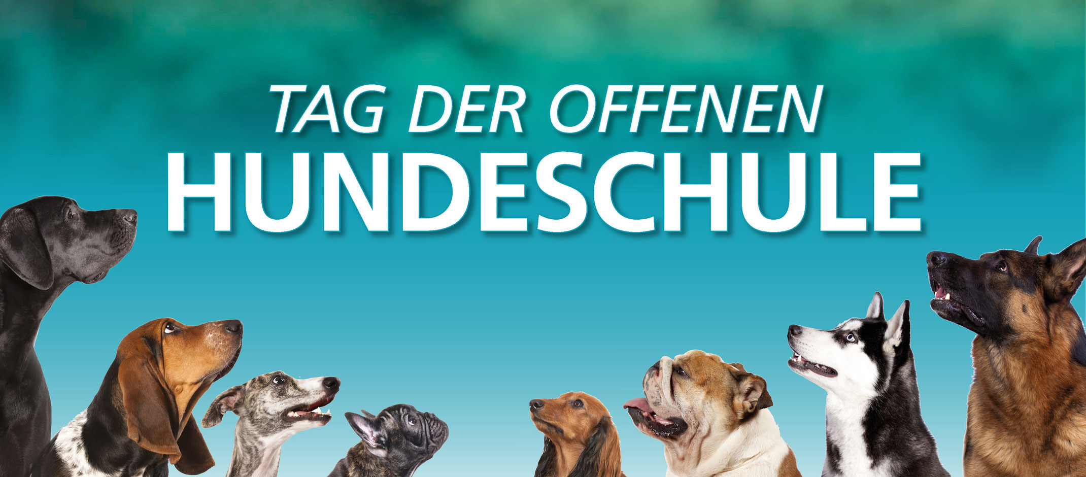 Wild und hund bekanntschaften