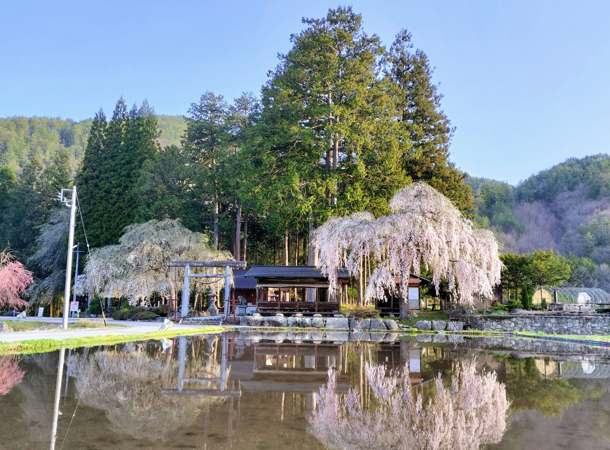 枝垂れ桜めぐり公式案内 - 【公式】飛騨あさひ観光協会