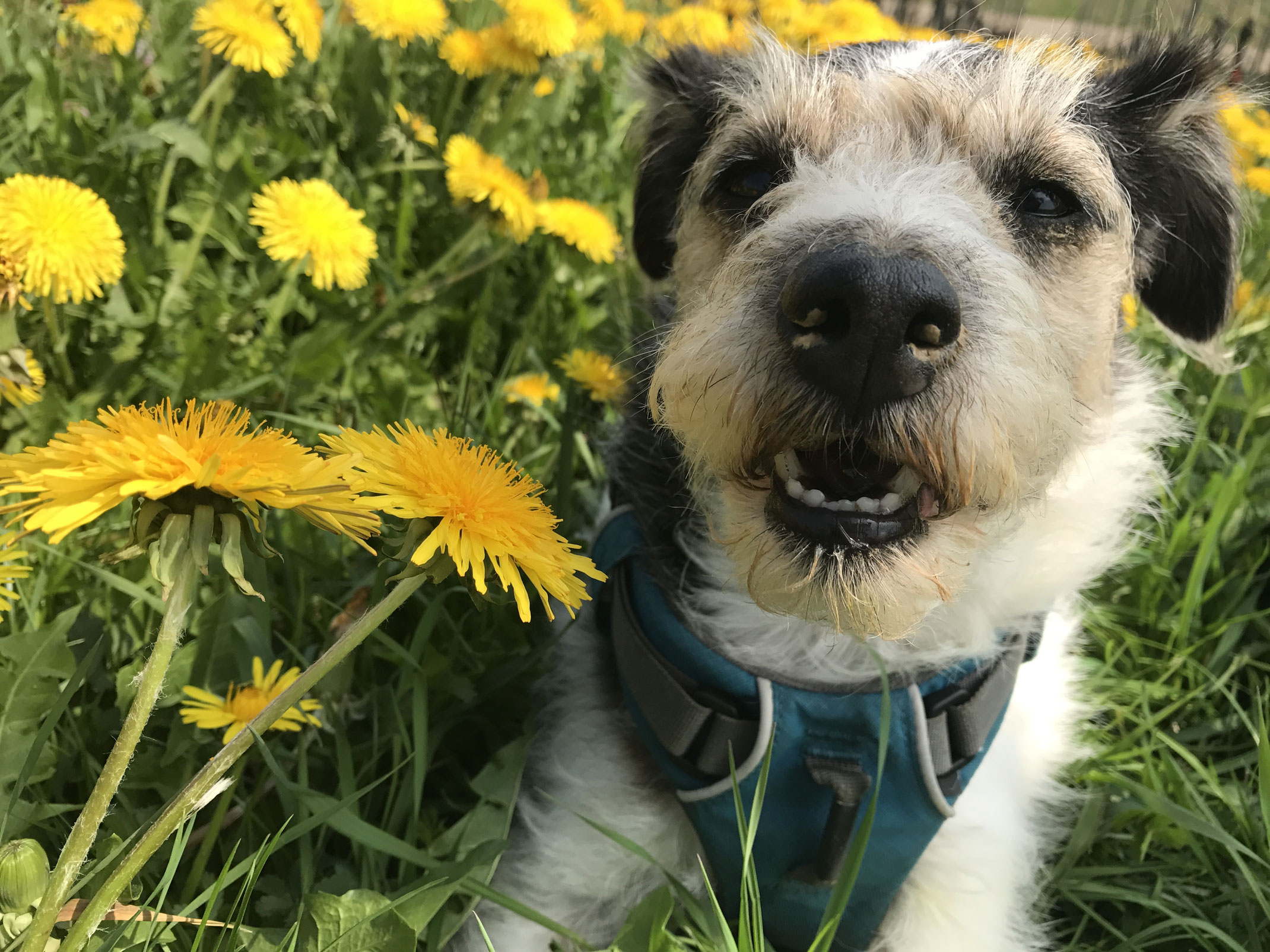 Mein kleiner Hund ist immer mit dabei! Fell und Finger Praxis für