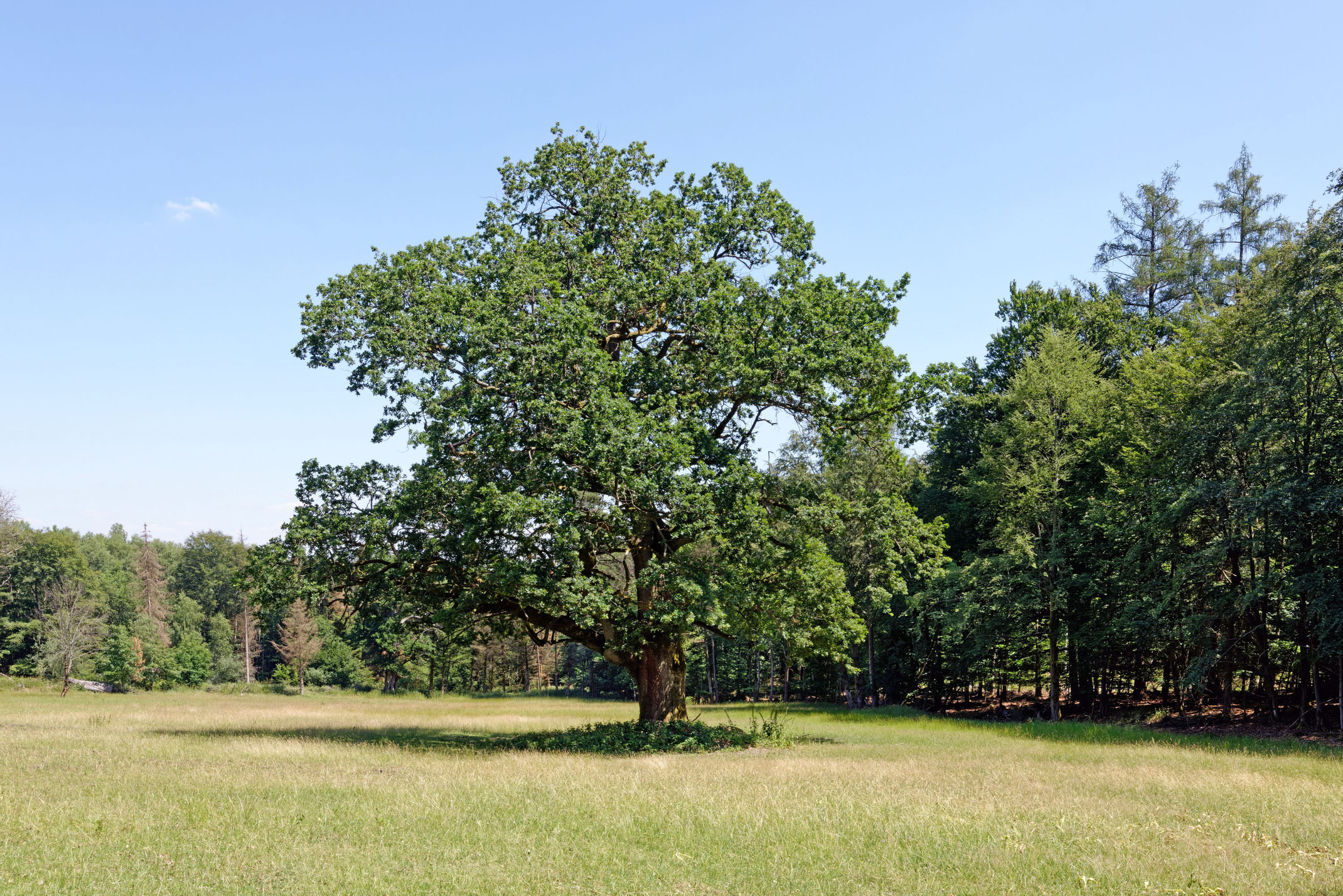 Eiche bei Hesseldorf Monumentale Eichen von Rainer Lippert