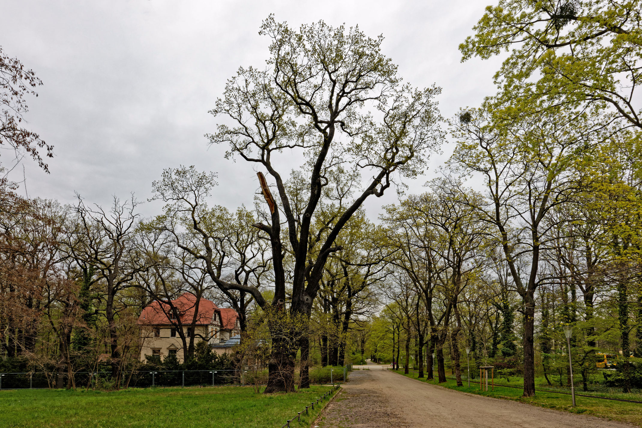 Eiche im Großen Garten in Dresden Monumentale Eichen von Rainer Lippert