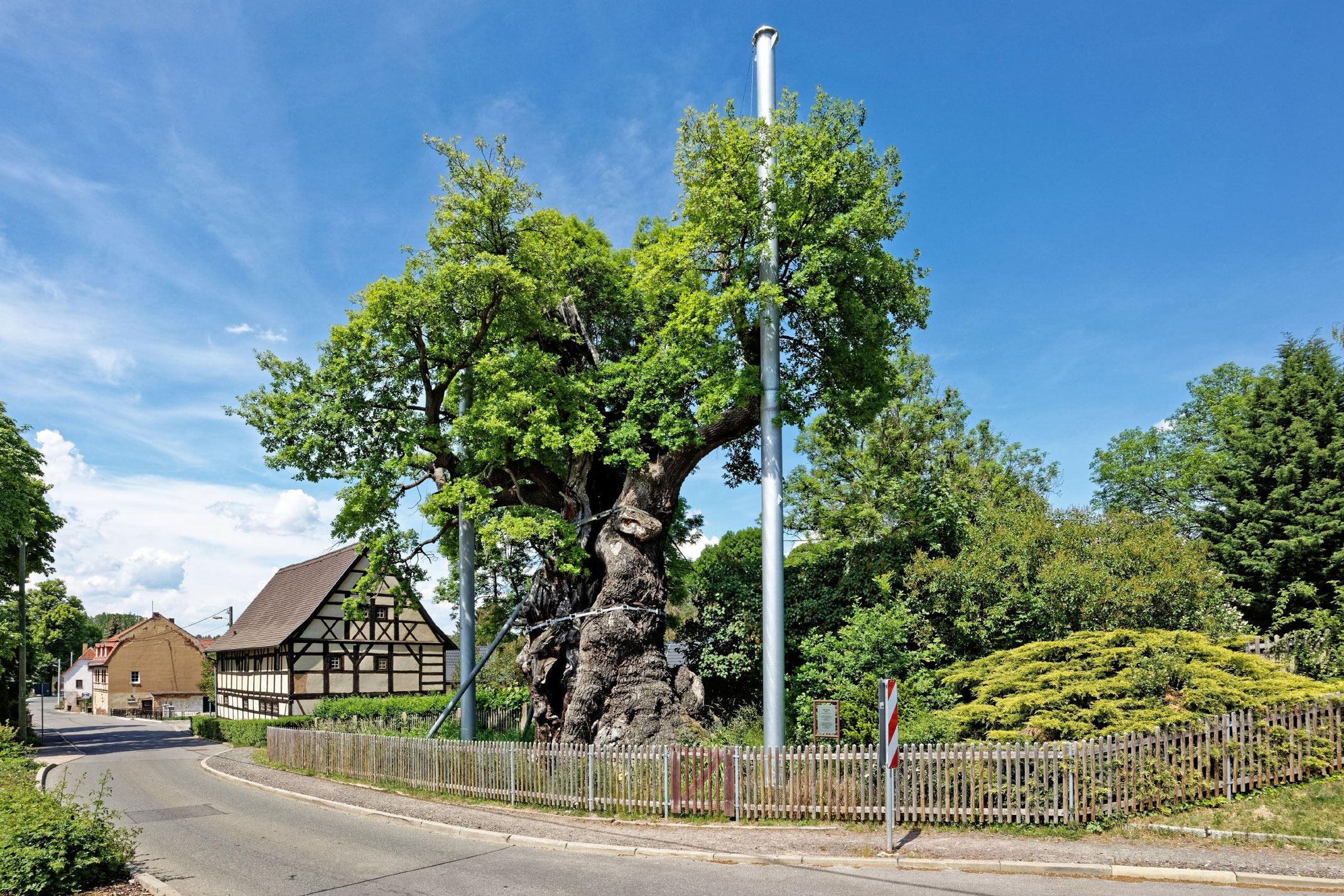 hauptseite-monumentale-eichen-von-rainer-lippert