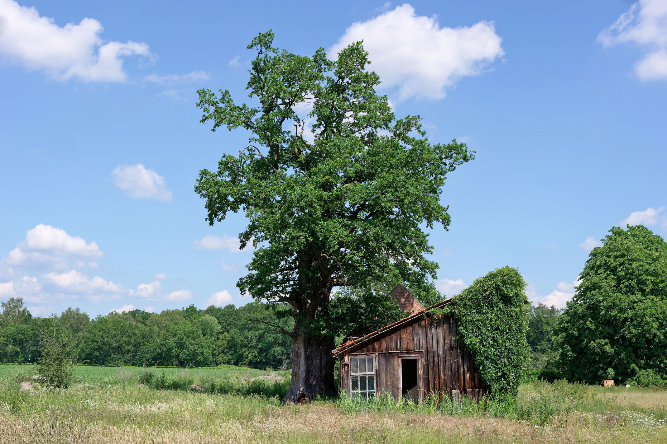 Haus Eichen In Der Mühle Eiche am Hof Groß-Ottenhaus bei Altencelle - Monumentale Eichen von