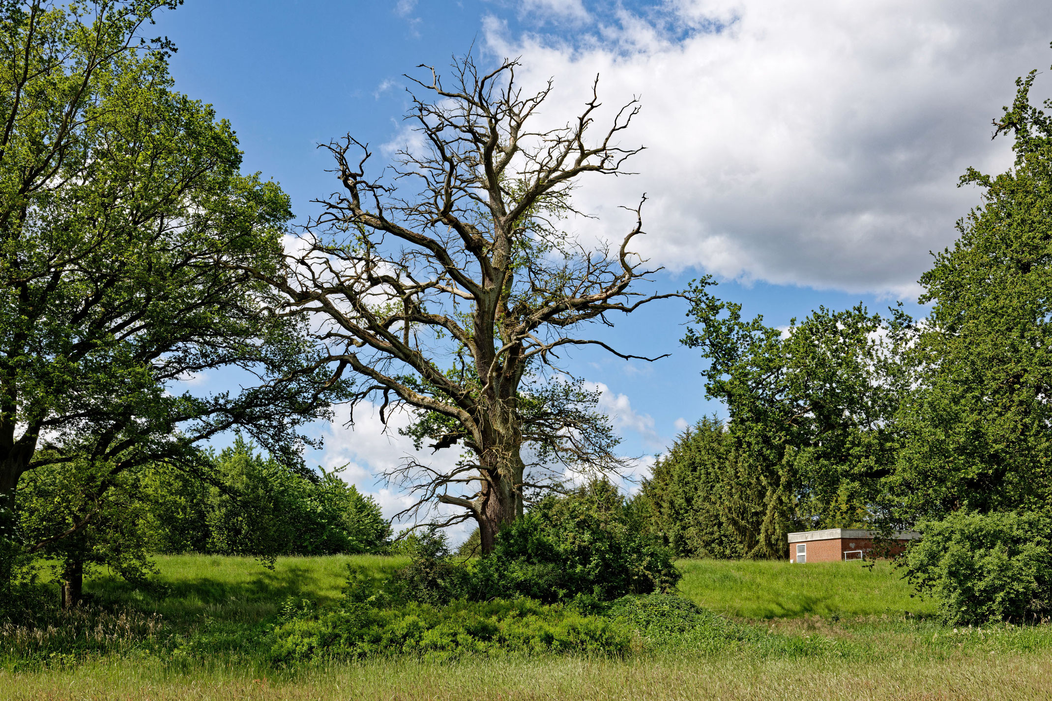 Eiche am Hauptabzugsgraben bei Gartow Monumentale Eichen von Rainer