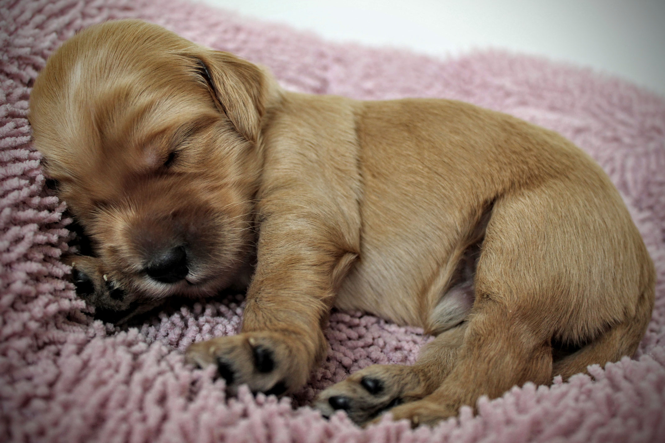 Zauberschule... - Australian Cobberdog