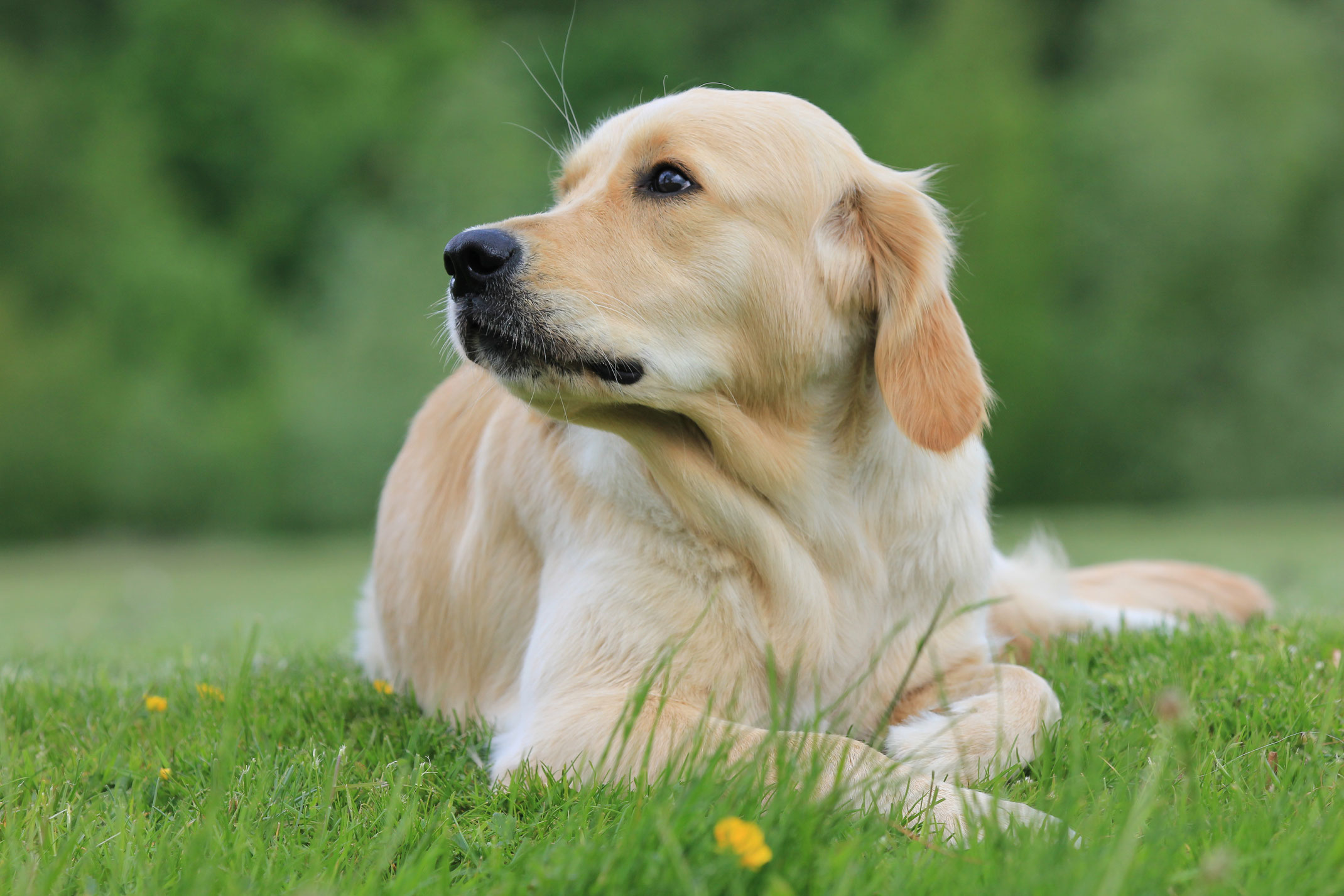 Paula Golden Retriever Welpen Solingen