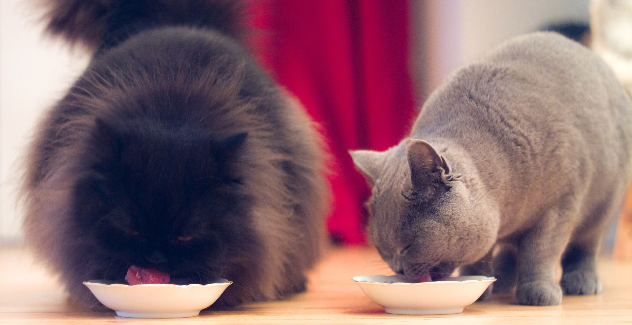 BARF für Katzen - miezenhaps Webseite!