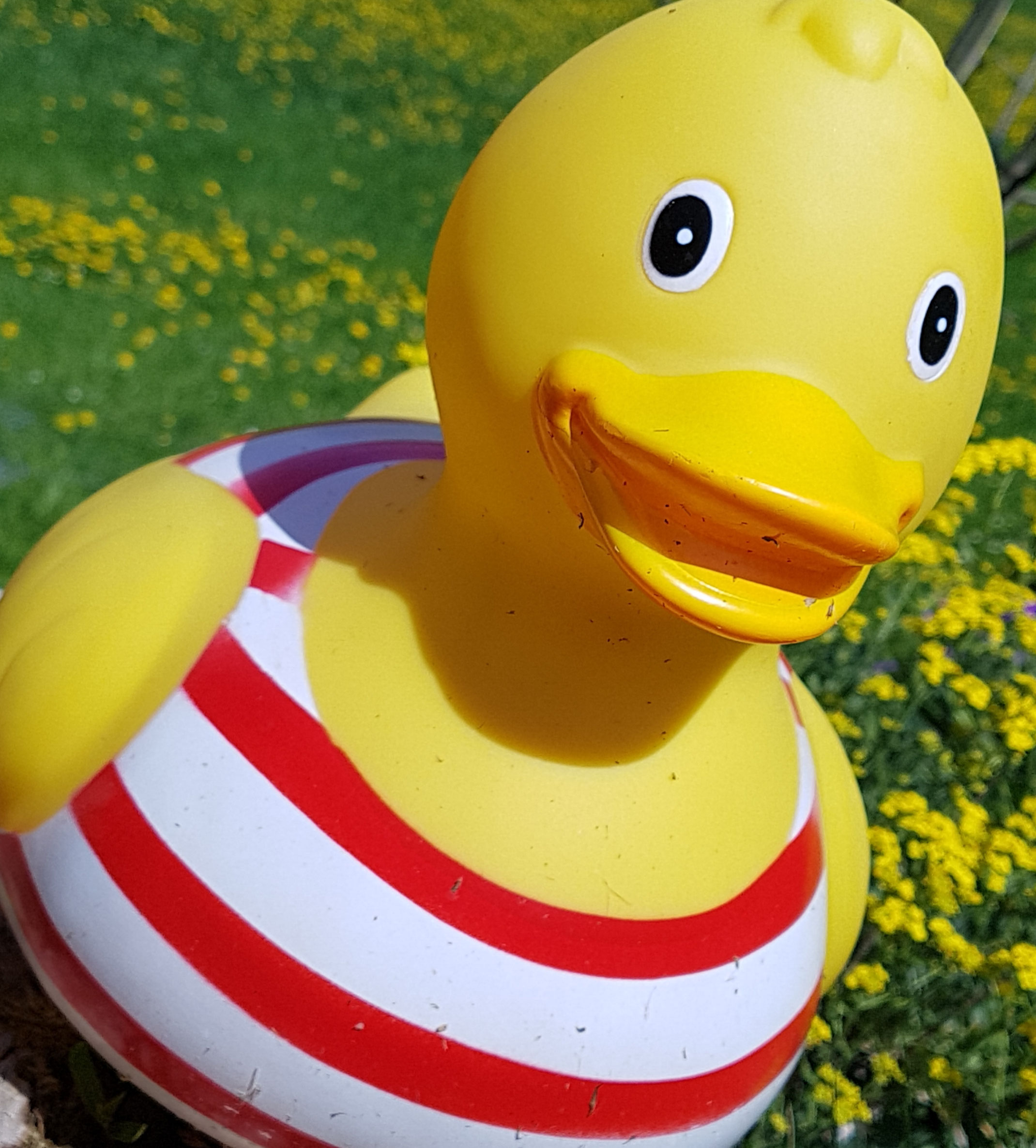 Pechvogel - baerguifs Webseite!