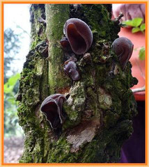 Judasohr (Auricularia auricula-judae)