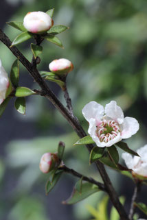 Fleurs de Manuka sauvage en rameau de Nouvelle-Zélande