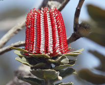 Die leuchtend rote Blüte der Scarlet Banksia (Banksia coccinea) im Südwesten von Westaustralien. 