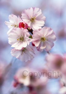 Christliche Fotokarten, Japanische Kirschblüte