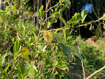 お茶の木