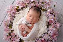 桜