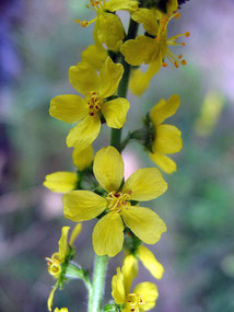 Odermennig (Agrimona eupatoria) Foto Joan Simon