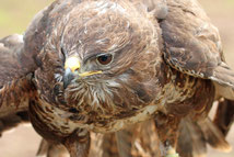 buse variable 