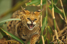 serval