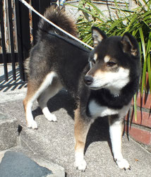 2018.8菊の黒メス - 柴犬専門ブリーダー・子犬販売