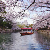 桜の姫路城 古家淳さん,桜フォトコンテスト,2020,橋本屋賞,