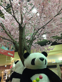 金閣人さん：上野駅構内の桜
