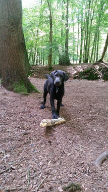 Nero, Labrador 