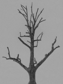 the tree