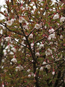 　マメザクラ　(豆桜)