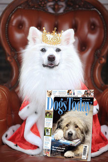 dog journalist, Japanese Spitz Simba, white dogs, Dogs Today Magazine, Great Britain, UK, United Kingdom, England, Ukraine, interview, war, Mr Wise, senior officer, special forces, service dogs, Kyiv