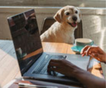 éducation canine - cours en ligne