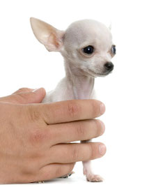 Chi-Love.de | Die Seiten für Chihuahua-Eltern! 