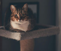 Katzenbaum als Rückzugsort für Katzen
