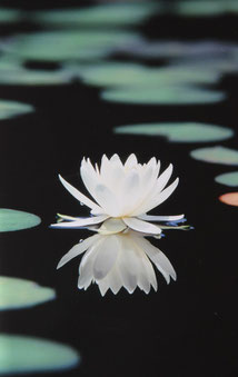 Lotus flower