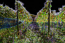 19 Leuchtende Weinfelder/Luminous vine fields