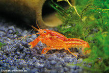 CPO im Aquarium
