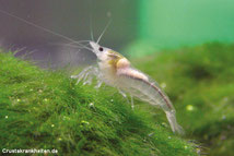 Eifleck bei einer White Pearl Garnele