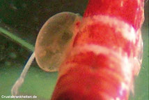 Durch ein Häutungsproblem verursachte blase bei einer Crystal Red Garnele