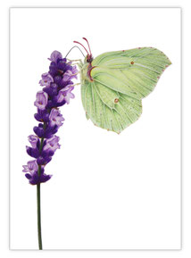 Zitronenfalter auf Lavendel