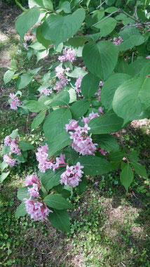 季節ごとに様々な草花が楽しめます