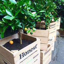 Honest Tea UK launch London tea blogger Seth Goldman