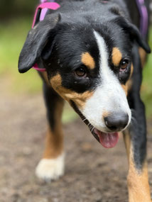 Unsicherer Hund macht Umwelterfahrung und wird angeleitet durch Trainerin bei Rundum Glückshund