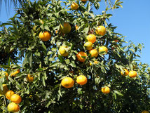 Orangen Plantage Hof Saft Zitrus Orangenbaum Ausflug 