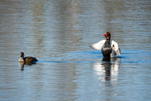 Kolbenenten, fotografiert von Edgar Mertens / NABU Euskirchen