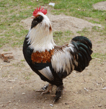 Stolzer Zwerglachshahn mit feiner Farbe und sehrgutem Kopf.
