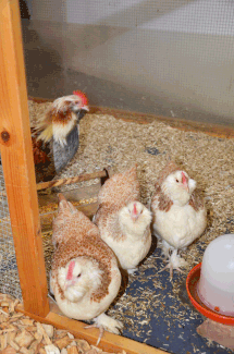1,3 blaulachsfarbige Zwerge