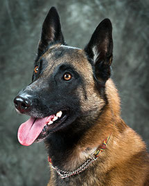 Malinois