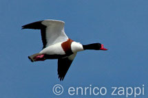 "Avifauna"