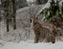 Fauna del Bayerischer Wald