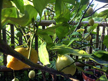 Zitronenbaum, lemon tree